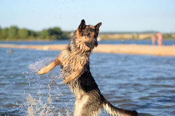 German shepherd jumping into the water on his hind legs with an