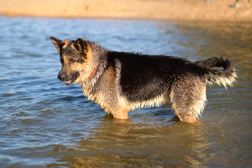 German shepherd jumping into the water on his hind legs with an