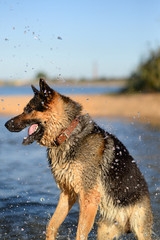 German shepherd jumping into the water on his hind legs with an