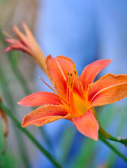 Hemerocallis - Beautiful daylily flowers blossom in the garden