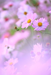 Obraz premium コスモスの花