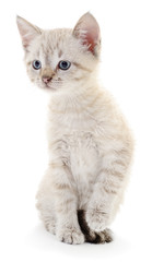 Kitten on a white background