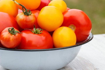 Tomatoes in metal bowl in garden on sunny day