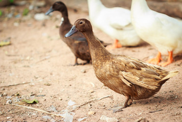 brown duck