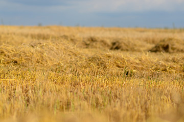 Field of straw