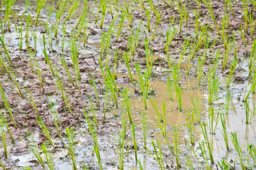 Cornfield in Thailand.