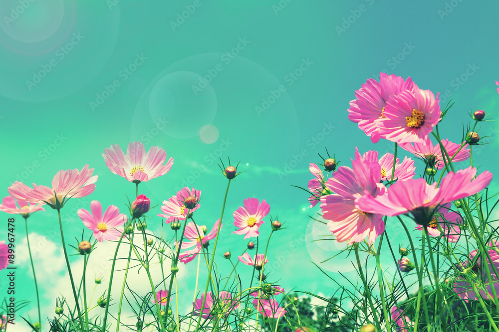 Wall mural retro cosmos flower fields background.