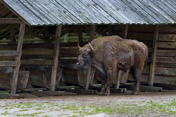 Aurochs in Bialowieski National Park - Poland. © janmiko