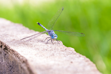 Blue dragonfly on concrete wall