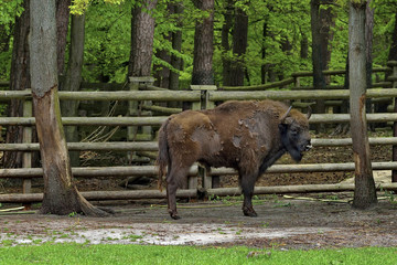 Aurochs in Bialowieski National Park - Poland © janmiko