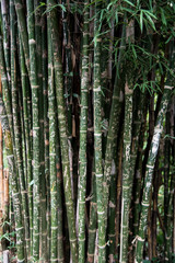 bamboo