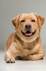Labrador sitting in front of gray background