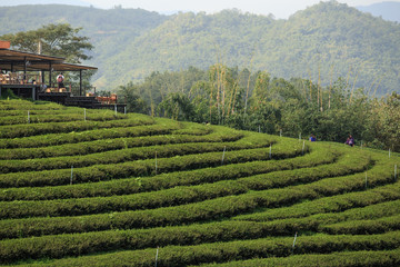 Tea Plantation in Chiang Rai,North of Thailand. © DN6