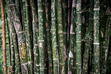 Papier Peint photo autocollant Bambou bamboo