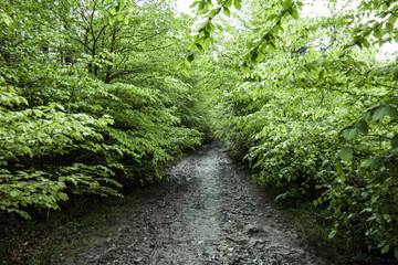 Fototapeta na wymiar A mountain deep green beechwood in the summer time. Focused on trees.