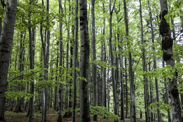 A mountain deep green beechwood in the summer time. Focused on trees.