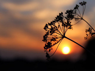 Evening in the forest. Sunset late at night in the woods. 