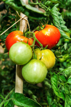 Beautiful tomatoes in the summer garden