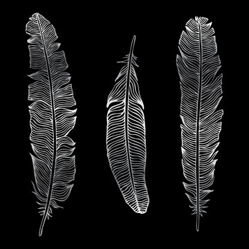 Beautiful Vintage Feathers