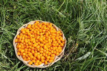 Sea-buckthorn in a wattled plate on a grass in a garden