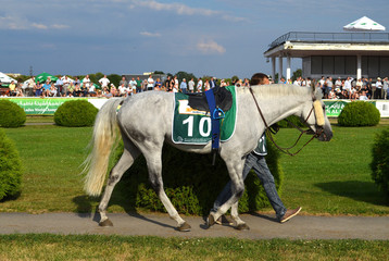 Arabian horse racing  warsaw
