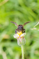 Bee on the tridax procumbens or coat buttons flower close up