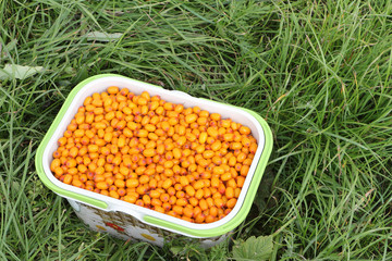 Sea-buckthorn in a plastic basket on a grass in a garden