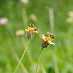 Bee on the tridax procumbens or coat buttons flower close up