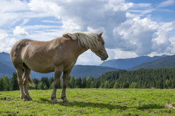 Horse in a mountain background