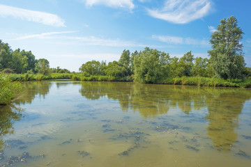 Reed along a lake waving in the wind