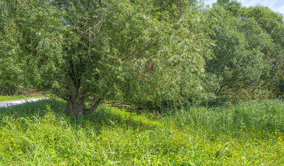 Trees in a field in summer