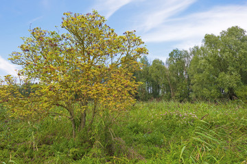 Trees in a field in summer