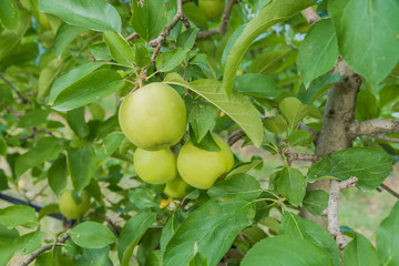 Tre mele verdi nella pianta