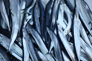 Obraz premium Background of atlantic saury