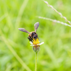 Bee on the tridax procumbens or coat buttons flower close up