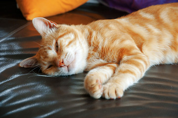 Fototapeta na wymiar cute red cat resting at home lying on the sofa