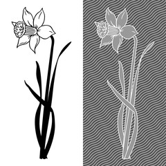 Hand-drawn stylized illustration of narcissus flower.