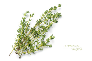 fresh green thyme, Thymus vulgaris, isolated on white - obrazy, fototapety, plakaty