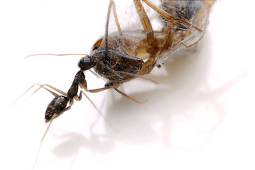 Macro image of a ant on white background