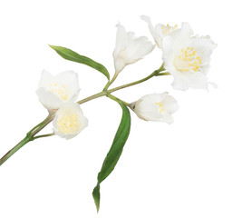 Fototapeta na wymiar white jasmin branch with six blooms