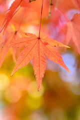 紅葉