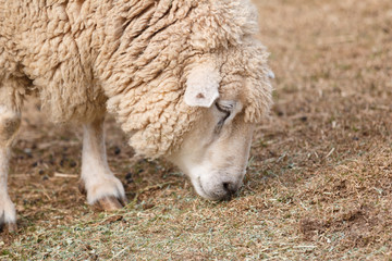 羊のポートレート
