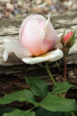 Pink rose Heritage, Variety of English roses in rustic garden.