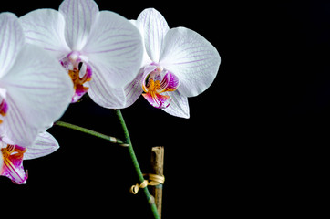Fototapeta na wymiar Whit striped orchid on black background