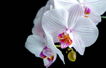 White striped orchid #1