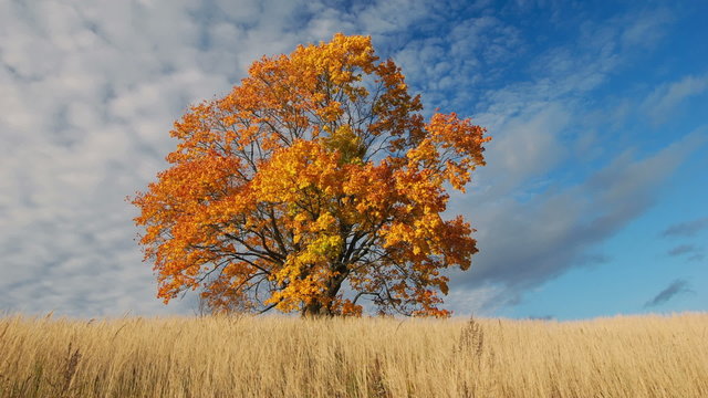 Timelapse shot of maple tree showing the colors of autumn
