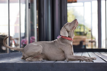 weimaraner dog lying down