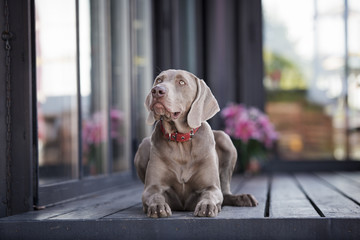 adorable weimaraner dog lying down