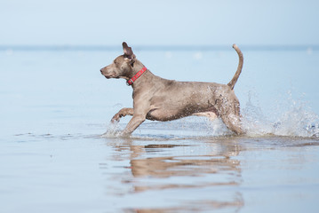 weimaraner dog running in the sea