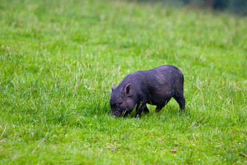 Little black piglet on a green grass